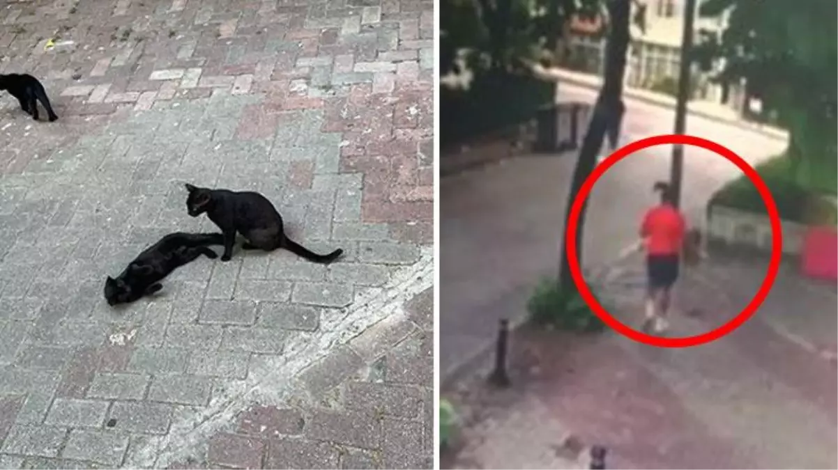 Yavrularıyla duran sokak kedisine saldıran ev köpeği bin pişman oldu