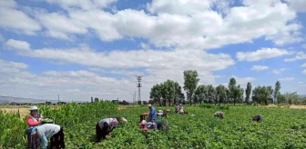 Fasulye hasadında çalışan tarım işçileri yevmiyelerin artırılmasını istiyor