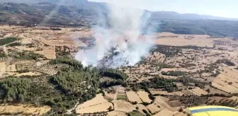 Milas'ta orman yangını