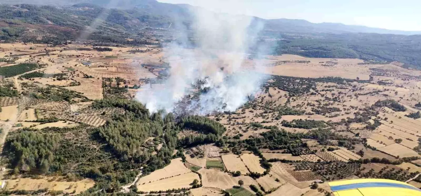 Milas'ta orman yangını