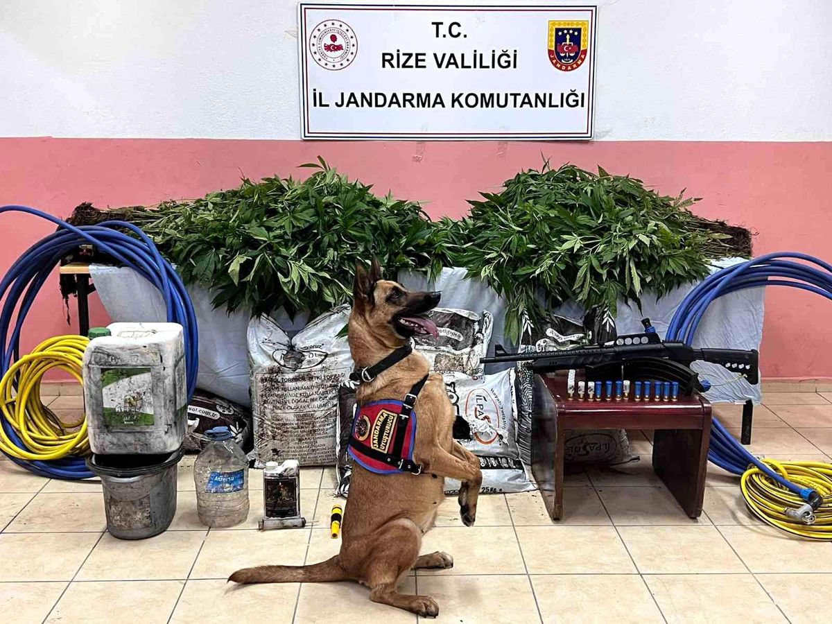 Rize'de ormanlık alanda 566 kök kenevir ele geçirildi