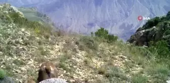 Anne yaban keçisi yavrularını emzirirken görüntülendi