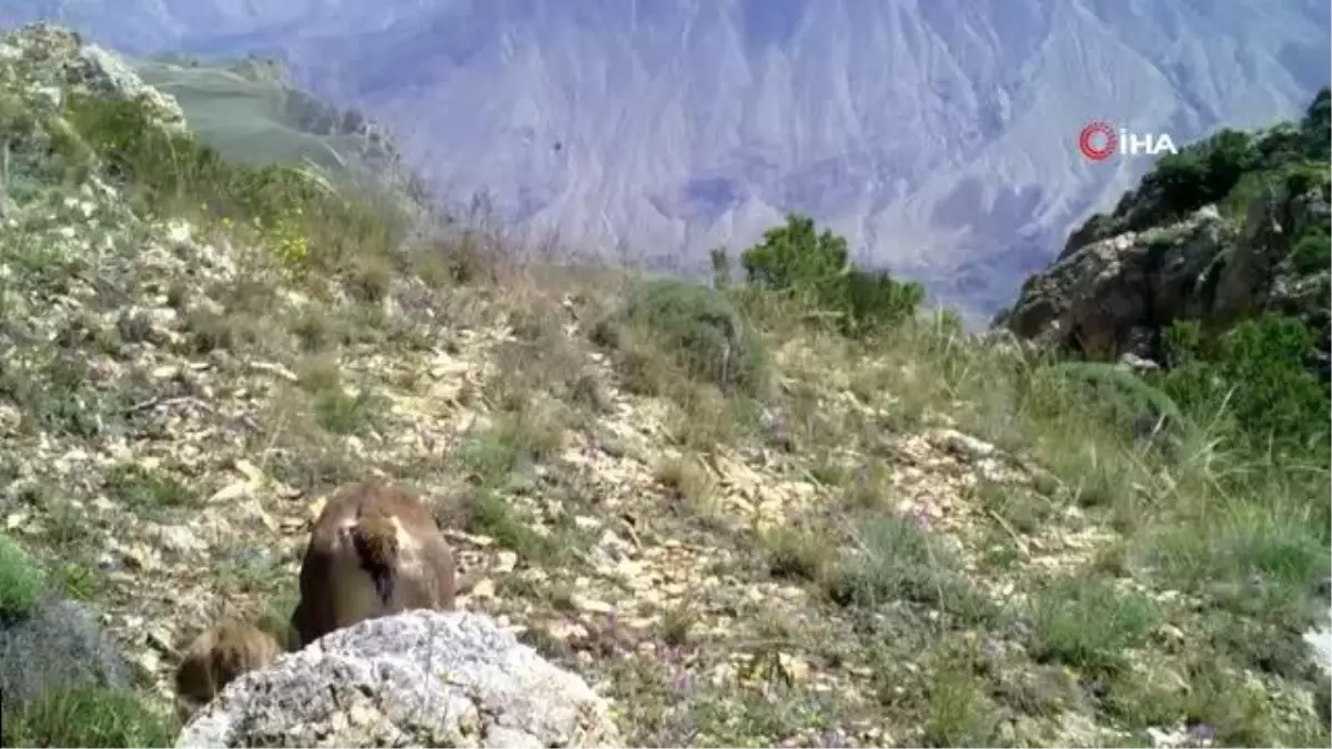 Anne yaban keçisi yavrularını emzirirken görüntülendi