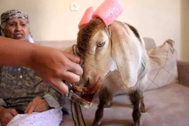 Evinde beslediği keçiye, bebek gibi bakıyor! Tek kötü huyu çay tiryakiliği
