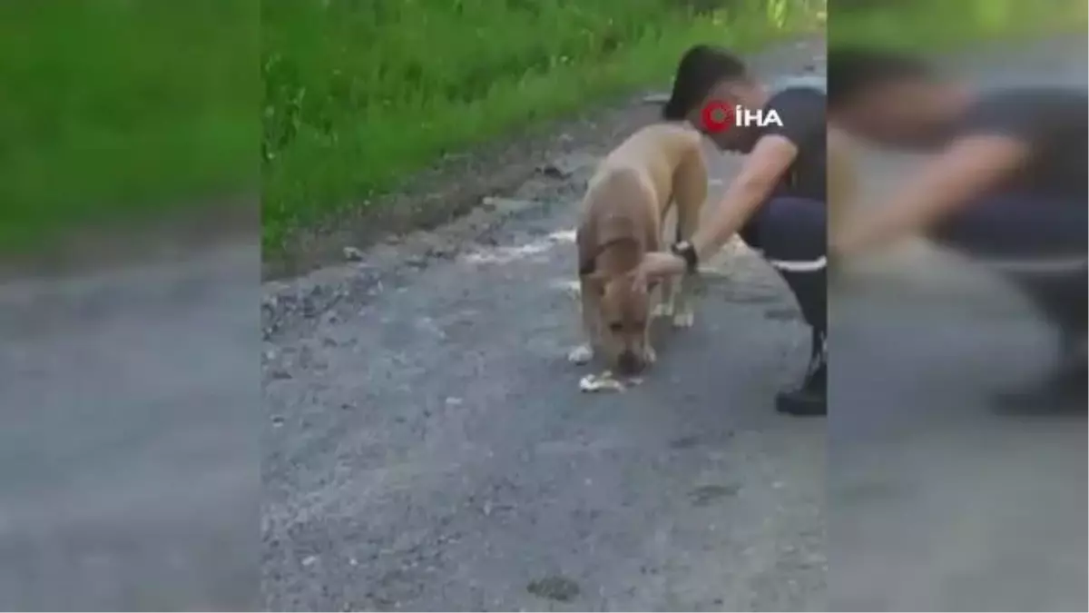 Ormanda kaybolan köpeğin 11 gün sonra sahibine kavuşma sevinci