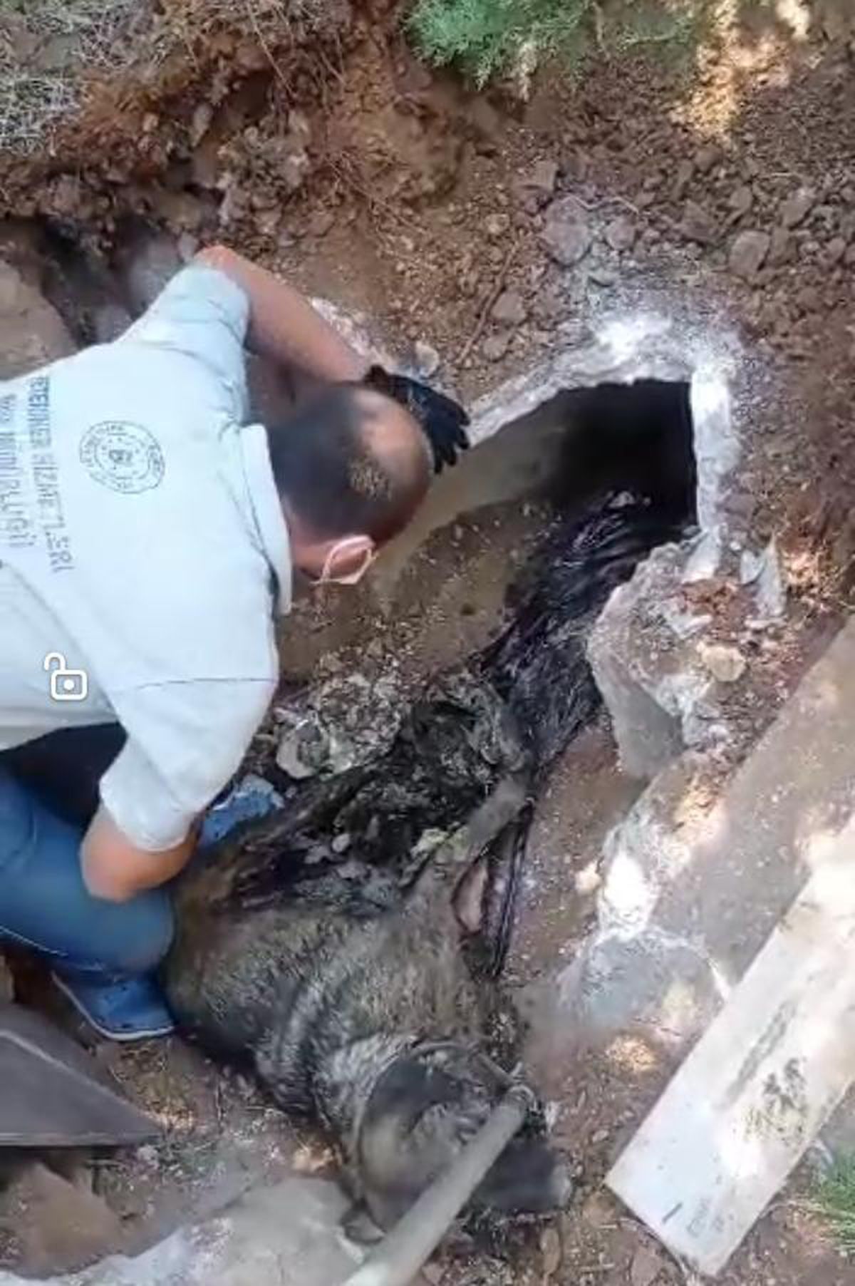 ZİFTE YAPIŞAN KÖPEK İLE 3 YAVRUSU KURTARILDI, 3'Ü İSE ÖLDÜ