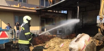 Alaşehir'deki ahır yangınında 1 inek ve 10 koyun öldü