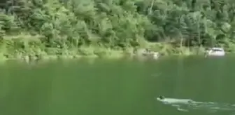Ayı, baraj gölünde yüzerken görüntülendi