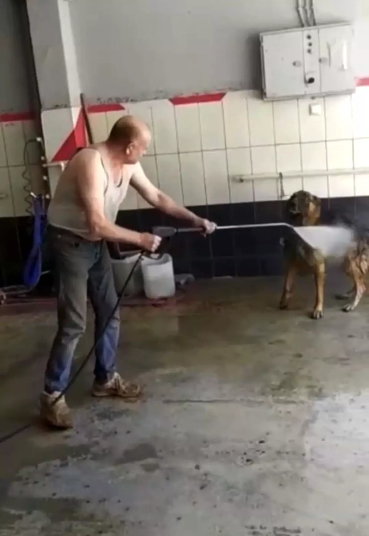 Bursa'da sıcaktan bunalan köpek böyle serinletildi