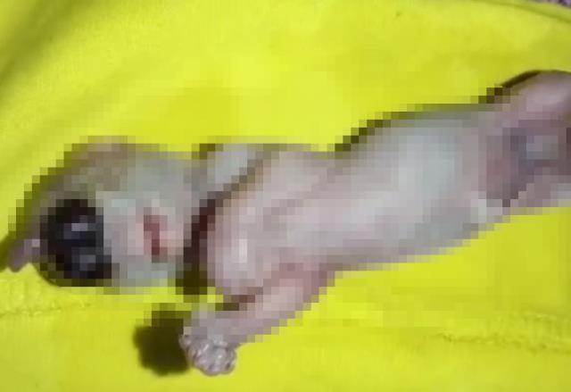 Dünya bu doğumu konuşuyor! Odaya kapatılıp, lanetli ilan edildi: Kimse içeri bakmayacak