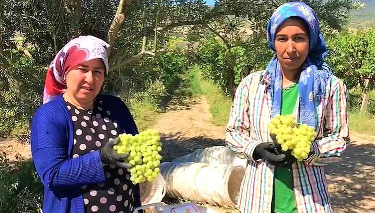 Erkenci üzüm üreticisinin yüzünü güldürdü