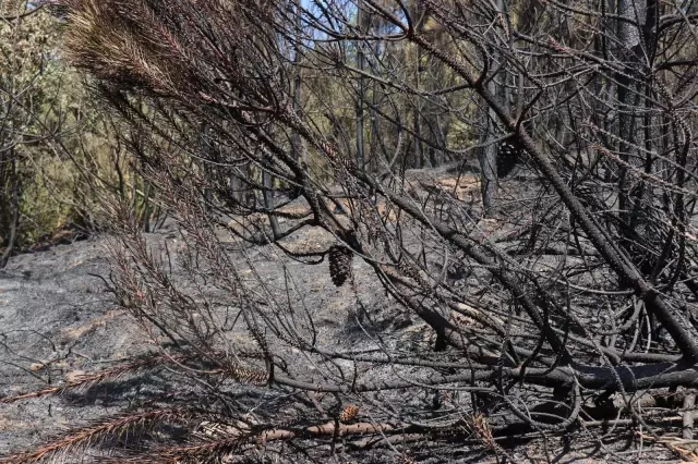 Orman yangınından geriye kalan acı kare! Kaçamayınca cayır cayır yandı