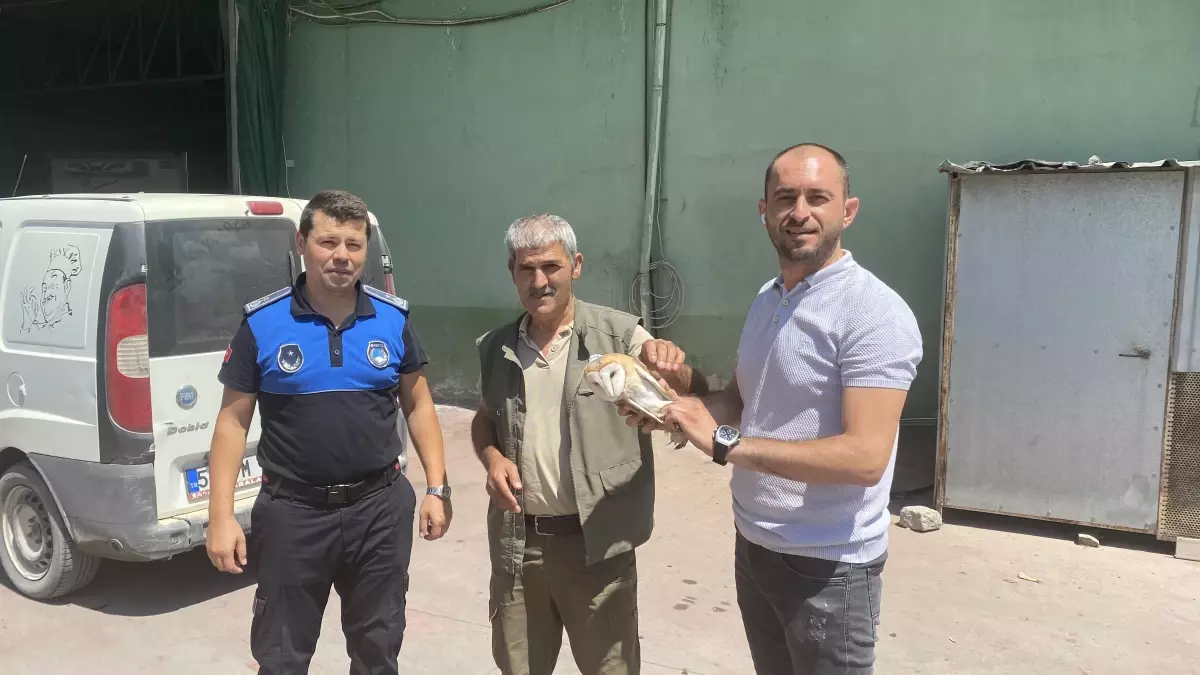 Son dakika haber! Sakarya'da bulunan yaralı peçeli baykuş koruma altına alındı