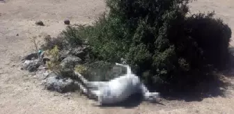 Çoban ve keçisi su kuyusunda ölü bulundu