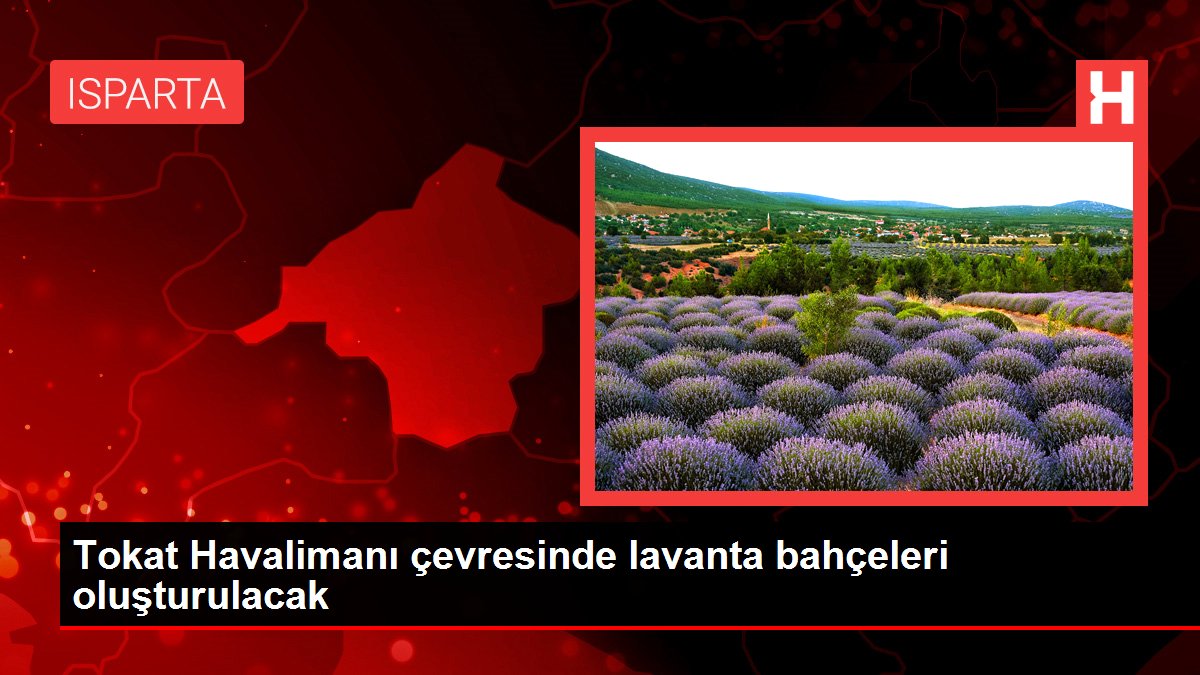 Tokat Havalimanı çevresinde lavanta bahçeleri oluşturulacak