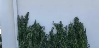 İzmir'de 51 kilogram esrar ele geçirildi; 48 gözaltı