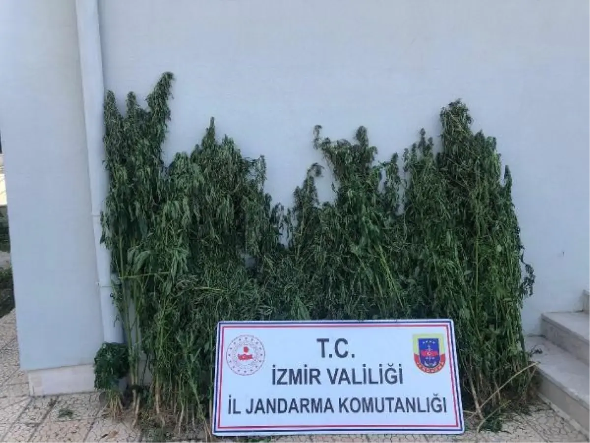 İzmir'de 51 kilogram esrar ele geçirildi; 48 gözaltı
