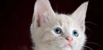 Rüyada kedi görmek, rüyada yavru kedi görmek, rüyada beyaz kedi görmek, rüyada kedi yavrusu görmek