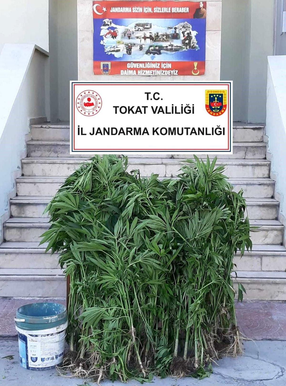 Tokat'ta 84 kök hint keneviri ele geçirildi
