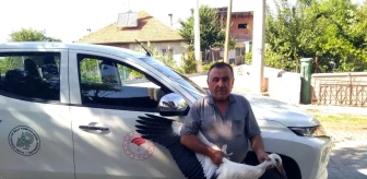 Son Dakika | Beyşehir'de bulunan yaralı leylek tedavi ediliyor