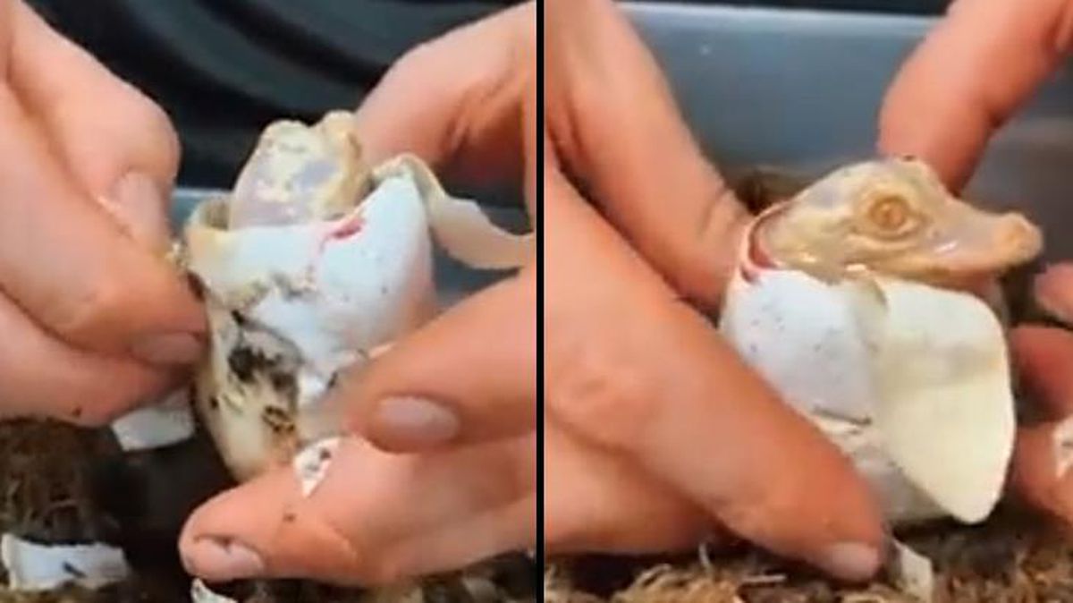 Dünyada sadece 100 tane var! Nadir görülen albino timsah yumurtadan çıktı