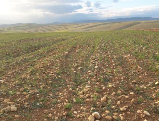 Elbistan'a ilk kez kimyon ekildi! Susuz yetişiyor ve kilosu 100 liradan satılıyor