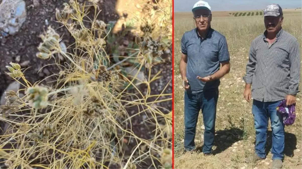 Susuz yetişiyor, kilosu 100 liradan satılıyor! Çiftçiler Elbistan'a ilk kez ekilen kimyondan umut vadedecek bir sonuç bekliyor