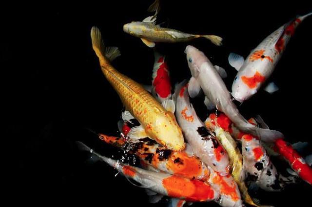 Rüyada balık görmek, rüyada büyük balık görmek, rüyada yunus balığı görmek, rüyada köpek balığı görmek Rüyada balık görmek, rüyada büyük balık görmek, rüyada yunus balığı görmek, rüyada köpek balığı görmek