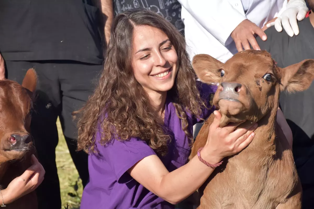 Kars haberi: Teksas'tan Kars'a getirilen embriyolardan elde edilen beefmaster ırkı ilk buzağılar doğdu