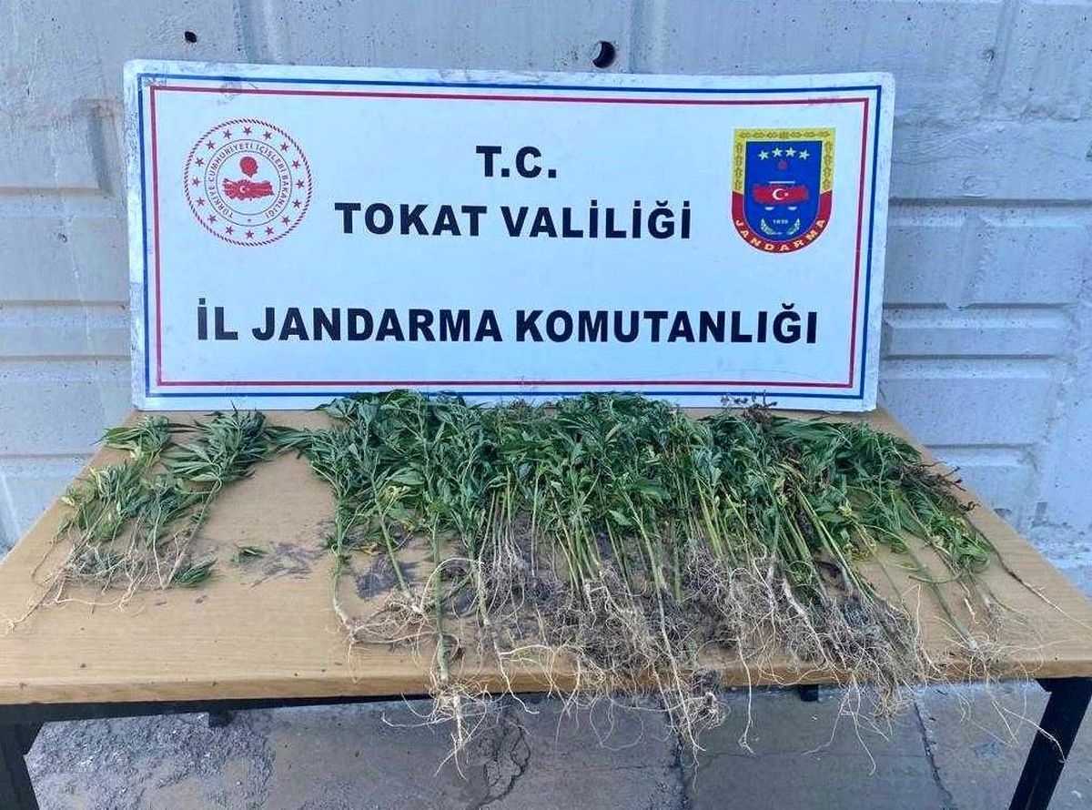 Tokat haber! Tokat'ta uyuşturucu operasyonunda 1 kişi gözaltına alındı