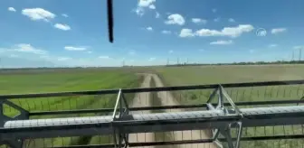 Ukrayna'nın Harkiv kentinde buğday hasadı