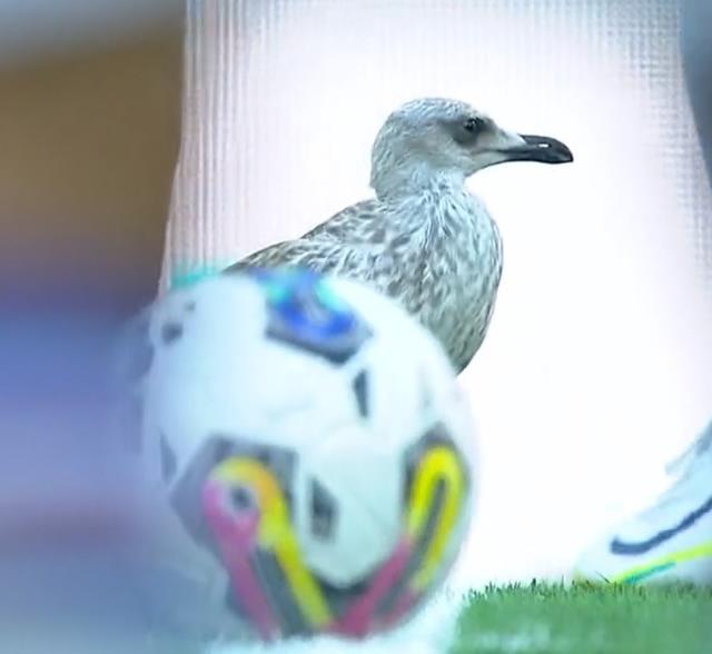 Beşiktaş maçındaki martı görenleri hayrete düşürdü! Her pozisyonun içinde yer aldı