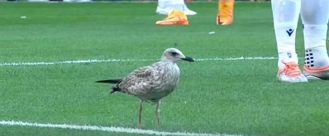 Beşiktaş maçındaki martı görenleri hayrete düşürdü! Her pozisyonun içinde yer aldı