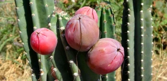 Mersin haberleri | Mersin'de Güney Amerika kökenli Peru elması yetiştirildi