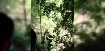 Son dakika 3. sayfa: Ormana uyuşturucu madde eken şahıslara operasyon kamerada