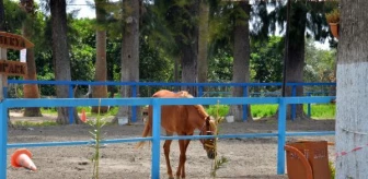 Atların kaybolduğunu ortaya çıkaran müdüre ihraç talebi reddedildi