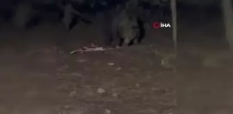Bahçesine gelen ayı ile poz verip o anları böyle kaydetti