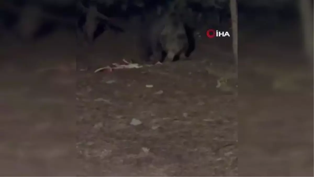 Bahçesine gelen ayı ile poz verip o anları böyle kaydetti