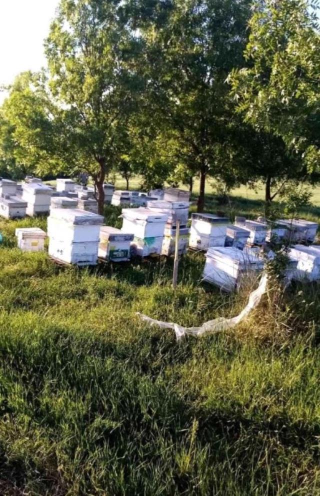 Anız yangını kovanlara sıçradı, binlerce arı diri diri yandı