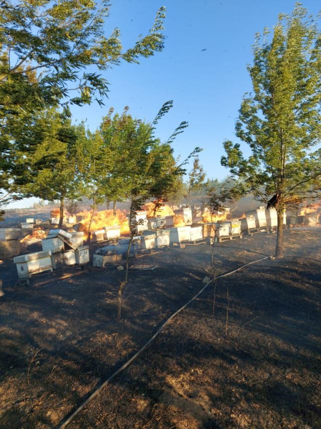Anız yangını kovanlara sıçradı, binlerce arı diri diri yandı