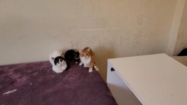 Bursa'da çöp evden onlarca kedi çıktı Bursa'da çöp evden onlarca kedi çıktı