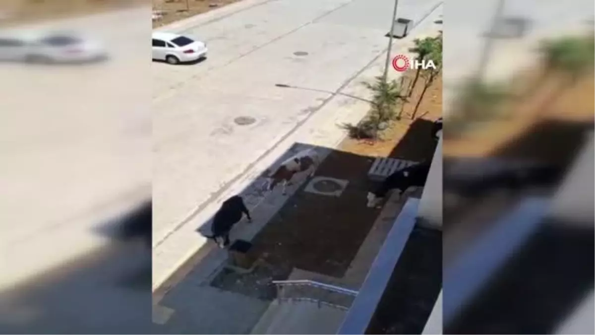 Lağım suları evlerinin içine dolan site sakinleri isyan etti