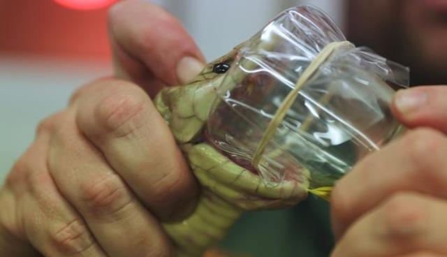 Yılan uzmanı, ihbara gittiği evde buldu! 20 yetişkin erkeği aynı anda tabuta sokuyor