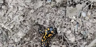 Batman haberi... Batman'da nesli tehdit altında olan benekli semender görüldü