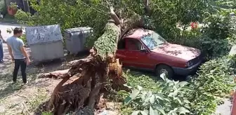 Çürüyen dut ağacı, park halindeki aracın üzerine devrildi