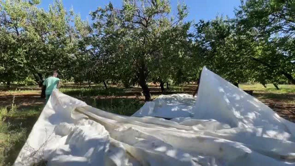 Elazığ gündem haberi... Elazığ'da 1 milyonu aşkın ağaçtan 40 bin ton hasat hedefiyle kayısı toplanıyor