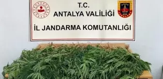 Antalya haberi | Korkuteli'de jandarma 30 kök kenevir ele geçirdi