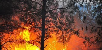 Manisa haberi | Manisa'da, 5 gün arayla 444 hektar alan yandı