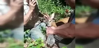 Son dakika haberi... Yaralı ceylanın kurtulması için seferber oldular