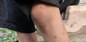 İstanbul'da sivrisineklerin görülme sıklığında artış yaşanıyor